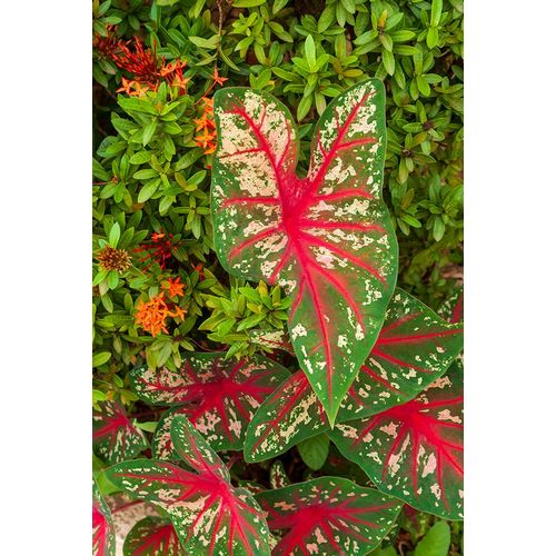 Haseltine, Tom 아티스트의 Close-up of green and red leaves of a Caladium bicolor작품입니다.